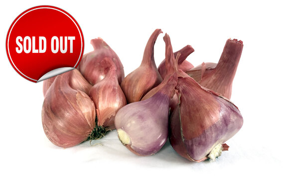 NZ Grown Red Shallot