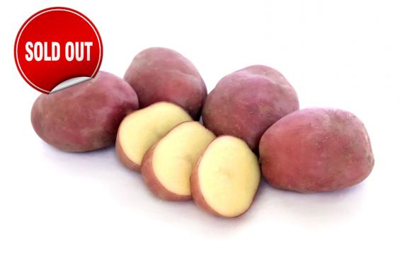 Adirondack Red, Seed Potatoes